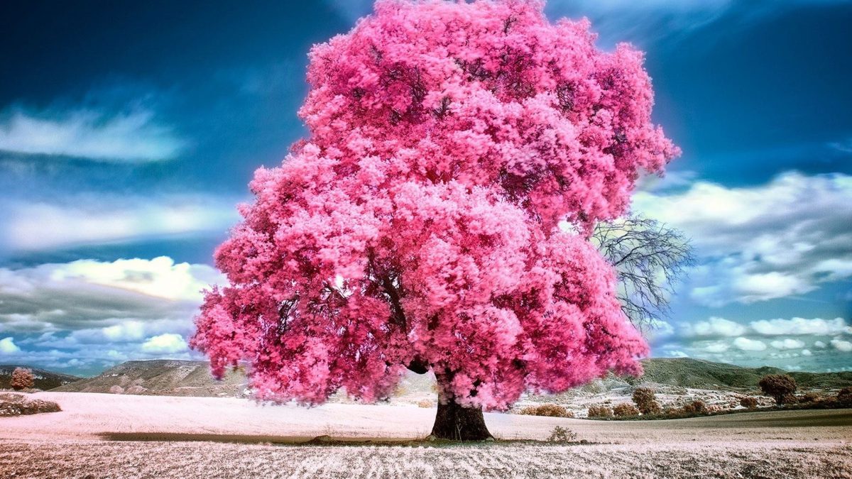 Summer Tree Pink Nature Clouds Sky Beautiful Landscape Beauty Picture High Resolution