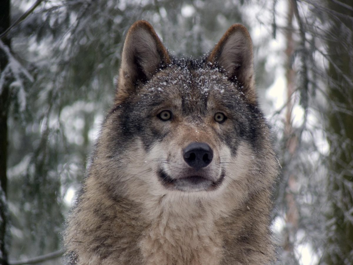 Endangered and Poisoned Wolves