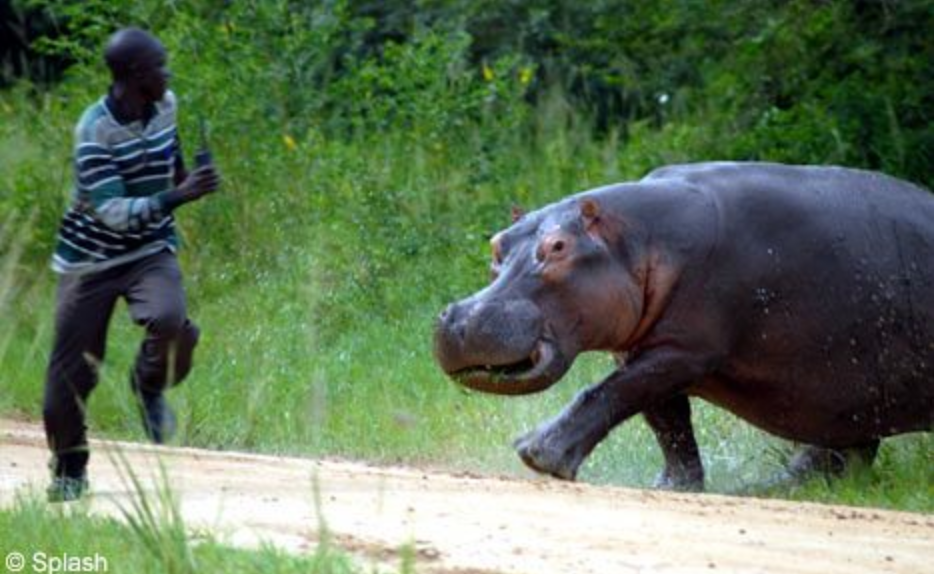 Interview with Dr. Noble: Ostriches, Lime Skittles, and Warthog Attacks