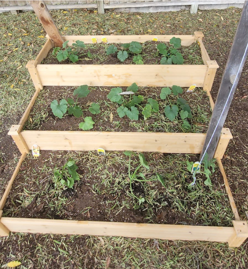 Seeds of Change: BISV’s Community Garden