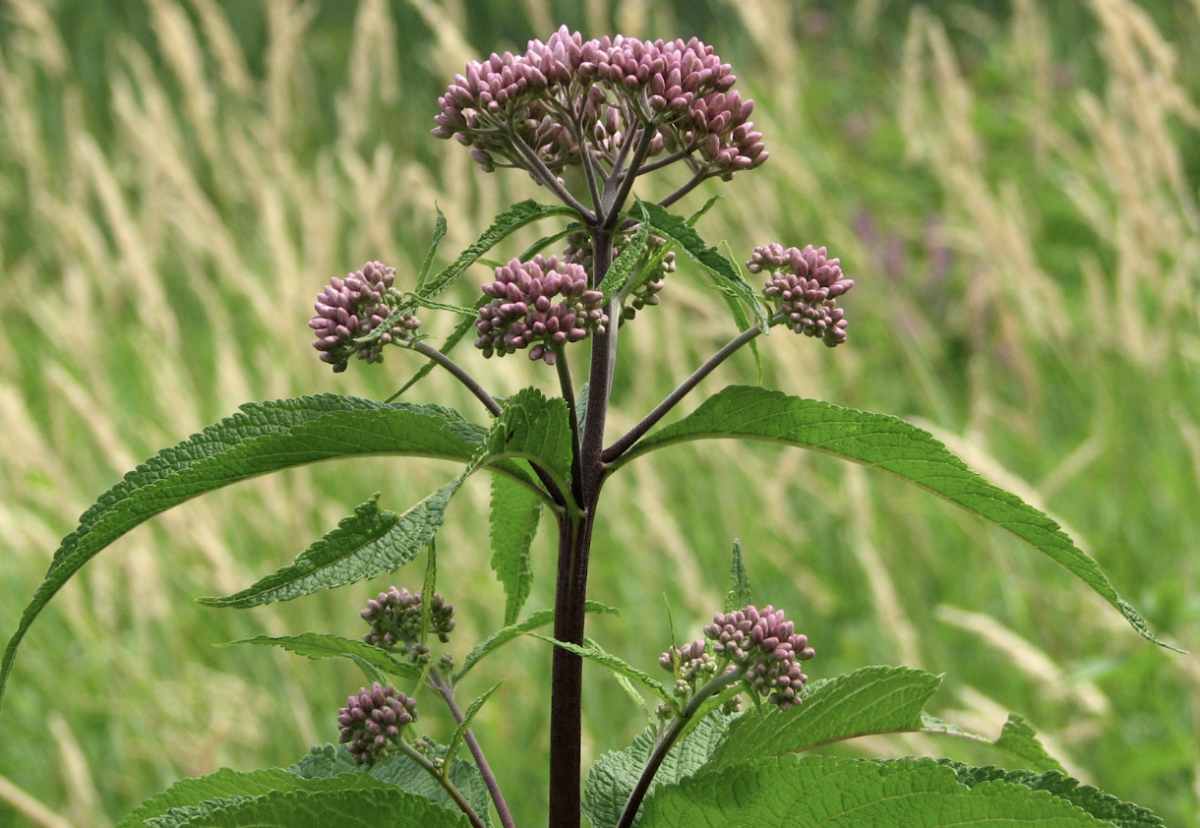 Flowers That Bloom In August