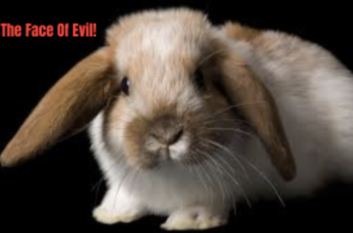 So You Want To Waterboard A Bunny